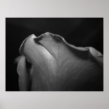 Rose Petal Posters