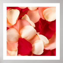 Rose Petal Poster with white border