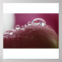 Rose petal Water drops Poster