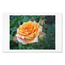 Rose Photo Art