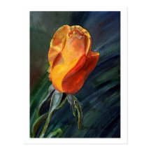 Rose Postcard