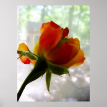 Rose Print