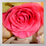 Rose Posters