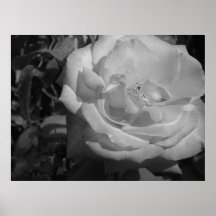 Rose Poster