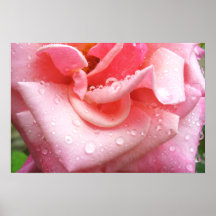 Rose Poster 001