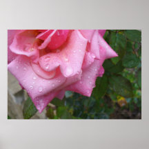 Rose Poster 002