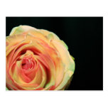 Rose Reflections Post Cards