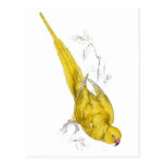 Rose-Ringed Parrakeet  (Yellow variety) by Edward Postcard