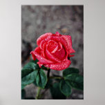 Rose, Shropshire Garden, after rain  flowers Print