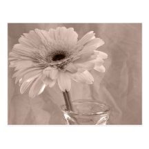 Rose Tinted Daisy Post Card