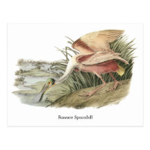 Roseate Spoonbill, John Audubon Postcards