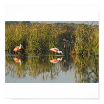 Roseate Spoonbills and Heron posters