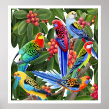 Rosella Parrots in Fig Tree Print