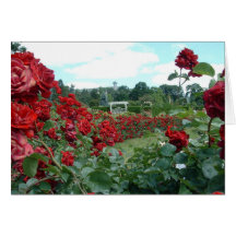 Roses of Hershey Gardens, PA Card