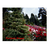 Rosey Landscape Portland, Oregon postcards