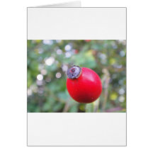 Rote Hagebutte mit weissem Bokeh Karte