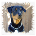 Rottweiler Invitation