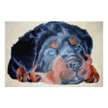 Rottweiler Puppy Portrait Photograph