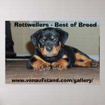 Rottweilers - Best of Breed Posters