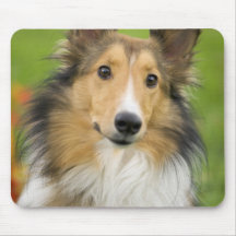 Rough Collie, dog, animal Mousemats