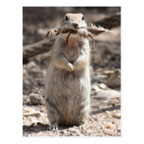 Round-Tailed Ground Squirrel Postcard postcards