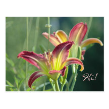Royal Daylily Greetings Postcard