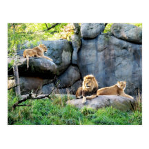 Royal Family Post Cards