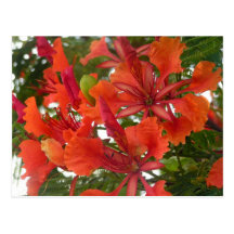 Royal Poinciana Flower Postcard