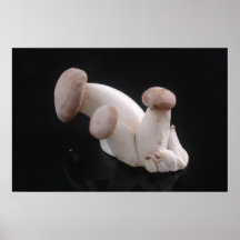 Royal Trumpet Mushrooms Photo Poster