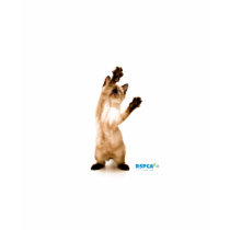 RSPCA Cat Jump Ladies T-Shirt t-shirts