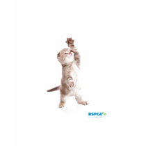 RSPCA Cat Ladies T-Shirt t-shirts