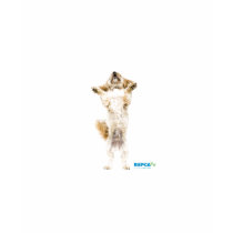 RSPCA Dog Jump Ladies T-Shirt t-shirts