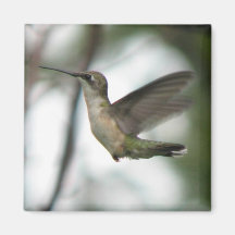 Ruby-throat Joy Magnet
