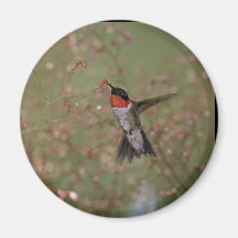 Ruby Throated Humming Bird Magnets