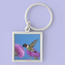 Ruby-throated Hummingbird, Archilochus 4 keychains