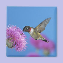 Ruby-throated Hummingbird, Archilochus 4 magnets