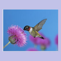 Ruby-throated Hummingbird, Archilochus 4 postcards