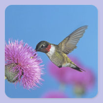 Ruby-throated Hummingbird, Archilochus 4 stickers