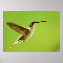 Ruby Throated Hummingbird Female Poster