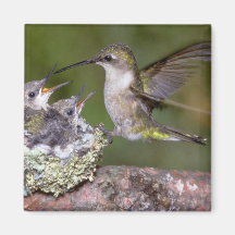 Ruby-throated Hummingbird (female) with young Refrigerator Magnet