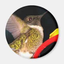 Ruby-Throated Hummingbird Fridge Magnets