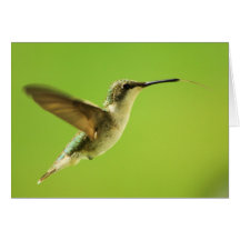 Ruby Throated Hummingbird Greeting Cards