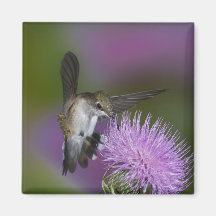 Ruby-throated hummingbird in flight at thistle 3 fridge magnet