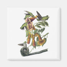 Ruby-throated Hummingbird, John Audubon Fridge Magnets