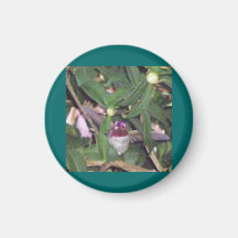 Ruby-throated Hummingbird Magnets