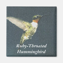 Ruby-Throated Hummingbird Magnets