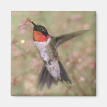 Ruby-throated Hummingbird Magnets