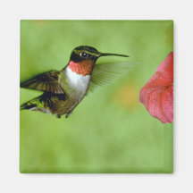 Ruby-throated Hummingbird (male) with petunia Magnets