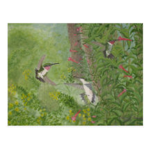 Ruby-throats in Fall Postcard