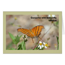 Ruddy Daggerwing butterfly, blank greeting card 
